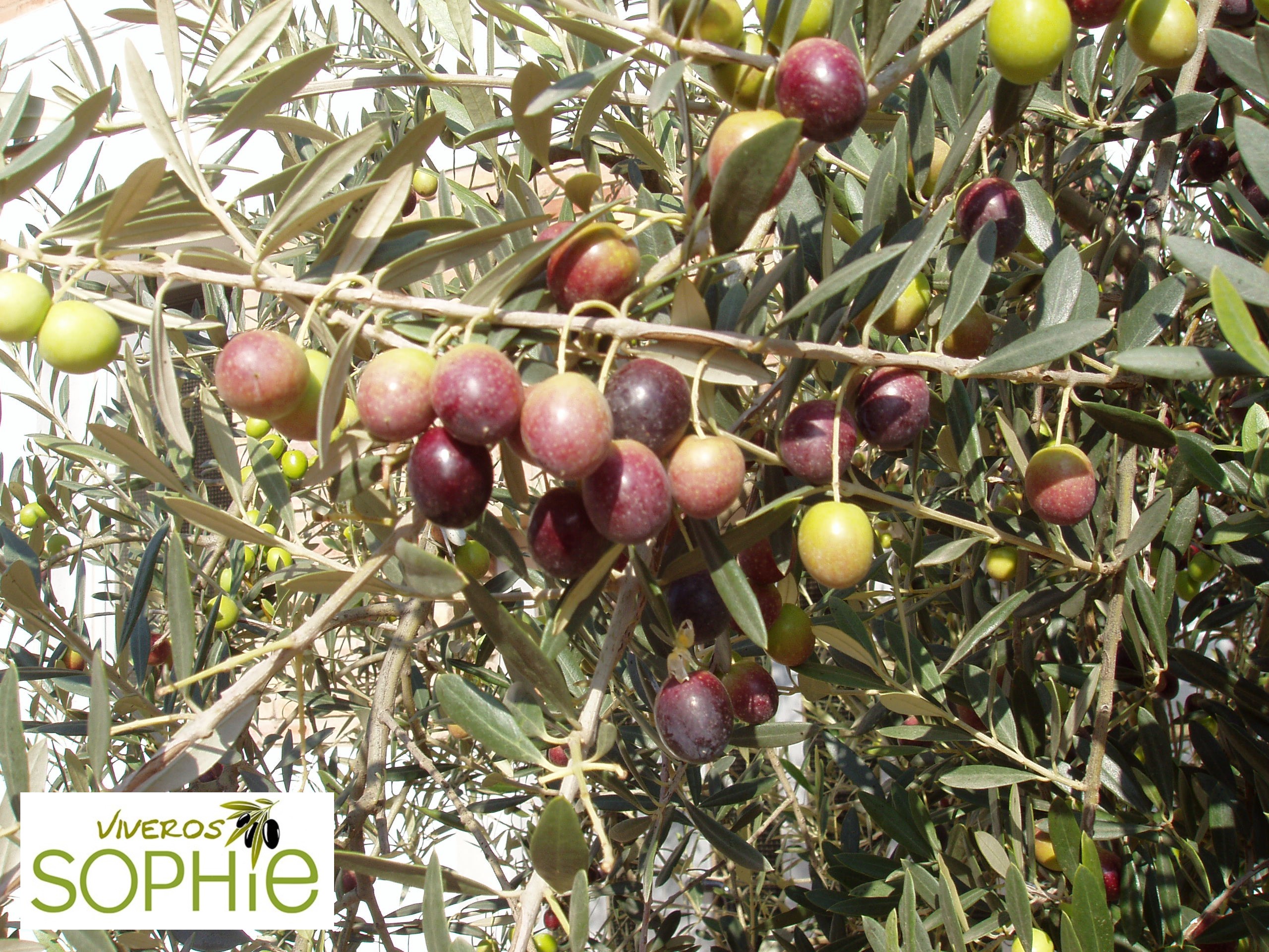 Variedad de olivo ALOREÑA